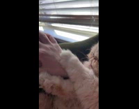 Collab Clips MPUGC2 - White Cat being held by woman in pink jacket touch womans hand