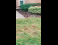 Grey and red bird walks across grass