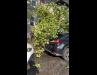Tree fell on vehicles aftermath of storm Part 3