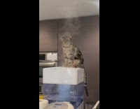 Cat sits on white humidifier watches mist  