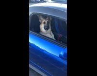 Collab Clips mpugc - Dog in passenger seat of blue car