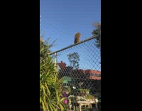 Squirrel climbs fence with lime in mouth