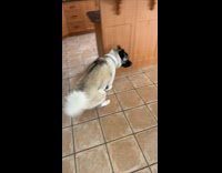 Akita dog having zoomies