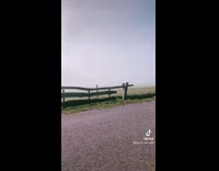 Girl takes her husky dogs on walk 