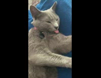 Girl touches grey cat tongue pink collar 