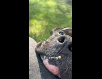 Dog cries wants to go home