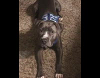 Pet dog with a harness on the floor tilts head