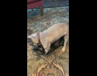 Two french bulldogs humping each other 