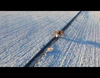 Spider carries egg sack on the pavement