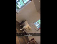 Collab BitchMP - Dog howls toy in basket