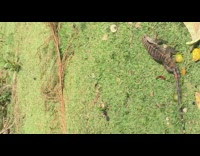 Giant lizard eat watermelon grass metal fence