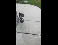 Home driveway covered in small baby frogs 