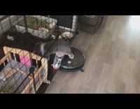 Bunny pet ride robot vacuum enter cage