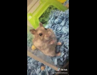 Hamster is shocked 