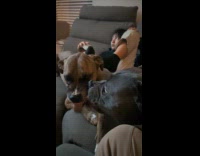 Two dogs snarl while licking each other