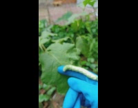 Caterpillar crawls on the finger of filmer then fell