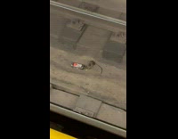 Collab WINY - Rat sip from bottle on the train tracks