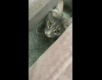 Collab DailyDoseOfInternet - Grey cat sit between couches surprise attack