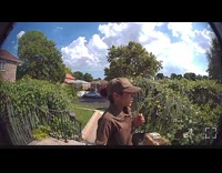 UPs delivery driver runs away from bees 