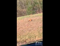 Fox playing in dry grass false alarm
