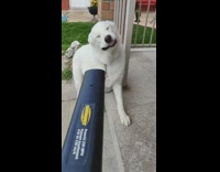 Large white dog bites air leaf blower 