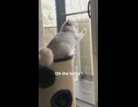 Chubby cat stares at birds from indoors 