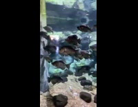 Collab BitchMP - Fake fish in tank do not swim or move 