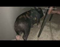 Black pig dances sombrero hat eats donut 