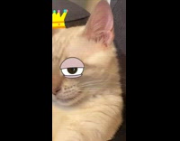 Cat has crown filter while its asleep 