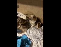 Man asks dogs who got into the trash