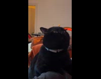 Cat trying to lick the air