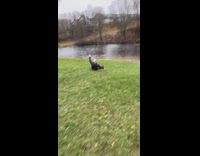 Guy slips slides down grass hill 