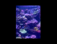 Underwater world beauty inside New York Aquarium