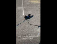 Man Drops Dog Leash and Dog Fetches it