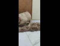 Brown puppy dog red collar brown rug