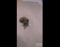 Collab BitchMP - Dog possessive of bone