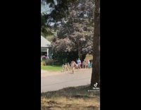 Collab VIBES - Toddlers protest to stop cutting trees 