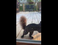 Squirrel comes to submitters door every morning