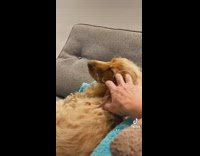 Owner massage her dog slowly inside house at night 