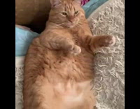 Fat orange cat lays back paws up