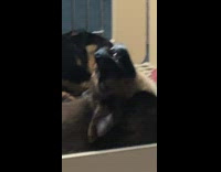 Puppy falls asleep with mouth open and face against glass window in dog store