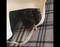 krispy kreme donuts with dog inside