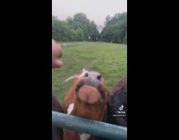 Guy feeds brown cow that loves bagel