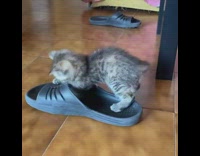 Small pet kitten plays with black rubber slippers