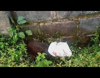 Guy takes white bag off head goat