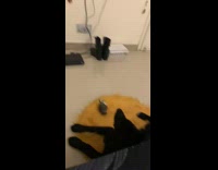 Black dog watches television round yellow rug