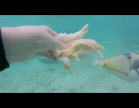 Guy swim underwater feed loaf bread fish