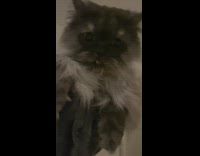 Grey cat hits smacks phone girl tower