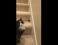 Cat stare at mice on the stairs