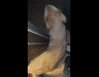 Dog slips on slippery floor